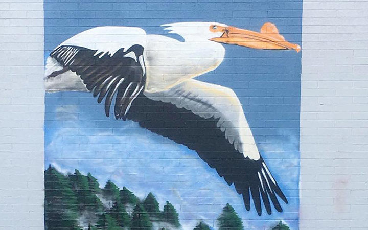 Painting Pelicans